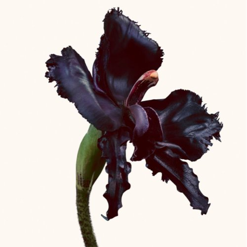 Black Orchid Reserve - Parfum TOM FORD Black Orchid Reserve - Parfum TOM FORD